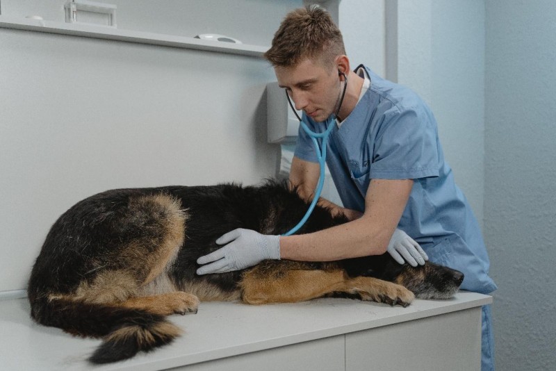 top-reasons-to-become-a-veterinarian-6234ed92c481b.jpg